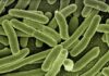 Jakie są dobre bakterie do oczyszczalni?