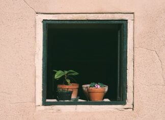 Czy można podlewać rośliny woda z szamba?