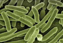 Czy bakterie do przydomowej oczyszczalni można mieszać?